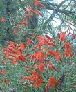 Keckiella ternata var. septentrionalis, Whorl Leaf Penstemon, is so happy here under a Pinus jeffreyi, and is flowering exuberantly. 