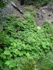 Rubus parviflorus, Thimbleberry in draw