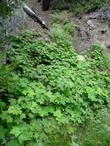 Rubus parviflorus, Thimbleberry in draw - grid24_24