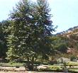 A young Platanus racemosa, California sycamore, is growing here in the nursery at Santa Margarita, California. - grid24_24