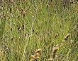 Carex fracta. Fragile Sheath Sedge