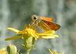 Senecio douglasii, Butterweed with a Skipper