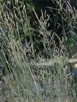 An old photo of the flowering stalks of perennial Agrostis thurberiana
