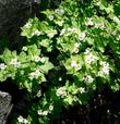 Thimbleberry can be very floriferous  - grid24_24