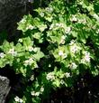 Thimbleberry can be very floriferous 