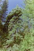 Pseudotsuga menziesii Douglas Fir