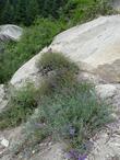 Penstemon laetus, Gay Penstemon, with its blue-lavender flowers, is growing in shallow soil on top of a granite boulder in the Sierra Nevada mountains of California. 