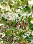 A closeup photo of Cercocarpus alnifolius, or Cercocarpus betuloides var. blancheae,  Island Mountain Mahogany, showing the fruits, with their unusual curled, plumose styles. ,  - grid24_24