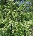 Cornus glabrata, Brown Twig Dogwood has tons of flowers.