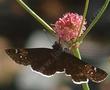 Rosy or red Buckwheat, Eriogonum grande rubescens with a Mourning Dusky wing butterfly