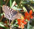 Red monkey flower with a Checkerspot on it.