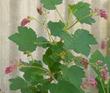 Ribes nevadense, Pink Sierra Currant with pink flowers shooting sideways.