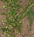 Emmenanthe penduliflora, Whispering Bells 