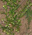 Emmenanthe penduliflora, Whispering Bells 