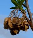 Ptelea crenulata, Western Hop tree seeds