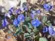 Phacelia campanularia, Desert Bluebell, attracts bees. 