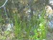 Heleocharis palustris, Spikerush, is here shown in its natural habitat. 
