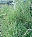 Puccinellia nuttalliana,  Nuttall's alkali grass