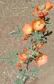 Sphaeralcea grossulariifolia,  Gooseberry leaf Globemallow flowers spike - grid24_24