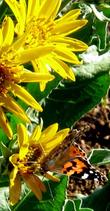 Balsamorhiza sagittata,  Arrowleaf balsamroot flowers with American lady butterfly
