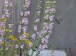 Balloon Flower, Scented Penstemon, Palmer Penstemon and Palmer's Penstemon.  - grid24_24