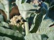 Asclepias eriocarpa Monarch Milkweed, woollypod milkweed, Indian milkweed, and kotolo with Green Beetles