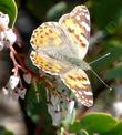 A Painted Lady butterfly on a White Leaf manzanita
