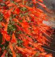 Zauschneria latifolia johnstonii in flower. This California fuchsia makes a great show in late summer