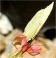 In this photo a flower of Mimulus cardinalis, Scarlet Monkey Flower, is being visited by a Sulfur butterfly.  - grid24_24