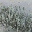 Atriplex californica - California saltbush, California Salt Bush