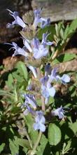 Salvia Dara's Choice sage makes a small flat groundcover for full sun, tolerates clay or sand and deer