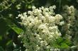 Sambucus caerulea - Blue Elderberry flowers - grid24_24