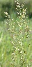 Poa scabrella Pine bluegrass