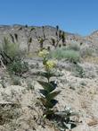 Asclepias erosa Desert Milkweed. Amazing ain't it?
Everyone in California should visit the desert in early spring