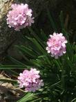 Armeria maritima, California Thrift, growing on the bluffs of the seacoast of California. 