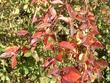 an old photo of Cornus glabrata, Brown Twig Dogwood fall color  - grid24_24