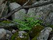 California maidenhair fern in among rocks at the Santa Margarita Nursery
