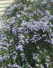 Every thing died in this spot until we planted Ceanothus Remote Blue. Almost gravel soil, roof run off and a south wall.