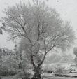 A deciduous Populus fremontii Zapata Fremont Cottonwood in the snow.