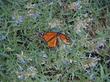 Life as art is this photo of Lobelia dunnii var. serrata, Dunn's Lobelia, and its visitor, a Monarch butterfly. 