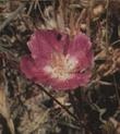 Clarkia amoena (Farewell to Spring or Godetia; syn. Godetia amoena)