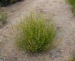 This photo shows the shape, the height, the width, and the flowering pattern of Lotus scoparius, Deerweed, in our Santa Margarita garden.  - grid24_24