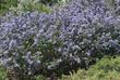 Ceanothus Frosty Blue