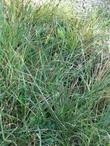 Carex sartwelliana Yosemite Sedge