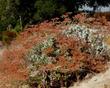 Eriogonum giganteum,  St. Catherine's Lace is a big buckwheat. - grid24_24