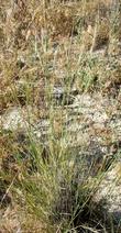 Stipa cernua, Nodding needlegrass with seeds. - grid24_24