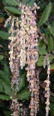 Garrya elliptica 'James Roof' - Coast Silk Tassel, the male flowers, catkins