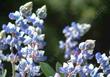 Field Lupine, Lupinus nanus flowers