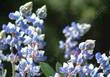 Field Lupine, Lupinus nanus flowers - grid24_24