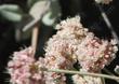 Eriogonum latifolium, Coast Buckwheat flowers